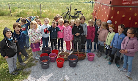 Erdbeeren pflücken